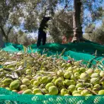 Filet toile anti-épines récolte olive 90g - cod.OL0001-SS
