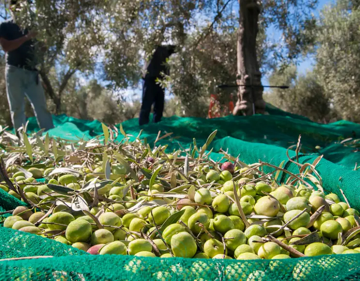 Filet toile anti-épines récolte olive SANS FENTE
