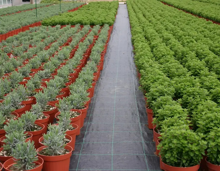 Feuille de paillis pour plantes potagères et de jardin couleur noire