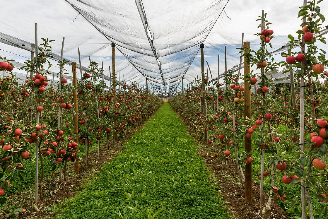 Filet De Protection Pour Les Arbres Fruitiers www.ribolanetting.fr