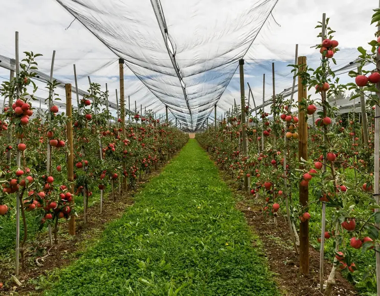 Filets de protection brise-vent pour serres, arbres fruitiers et agrumes