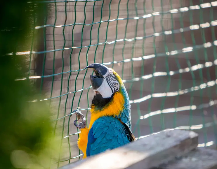 Treillis métallique pour volières et cages