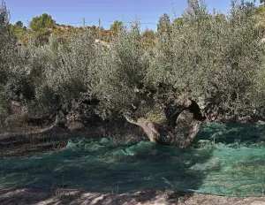 Filet en toile d'olive anti-épines 90g - cod.OL0001-CS