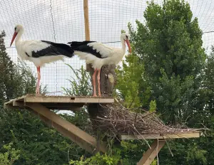 Filets pour Volière et Anti Oiseaux