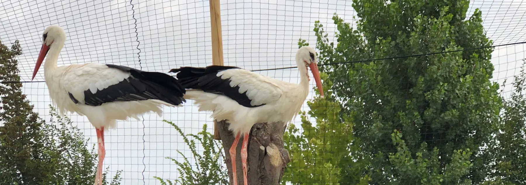 Filets pour Volière et Anti Oiseaux