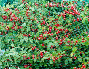 Volière ultra légère pour la protection des fruits rouges et de la viticulture - cod.VUL025