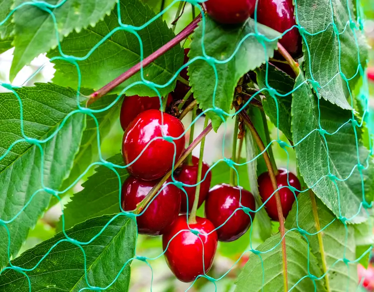 Volière ultra légère pour la protection des fruits rouges et de la viticulture
