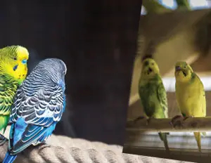 Cages volières, poulaillers et boîtes métalliques